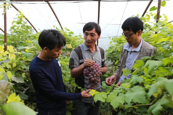 F:2017年2017下半年投稿8月中紀委網站要聞新圖片實地查看葡萄產業園.JPG F:2017年2017下半年投稿8月中紀委網站要聞新圖片實地查看葡萄產業園.JPG